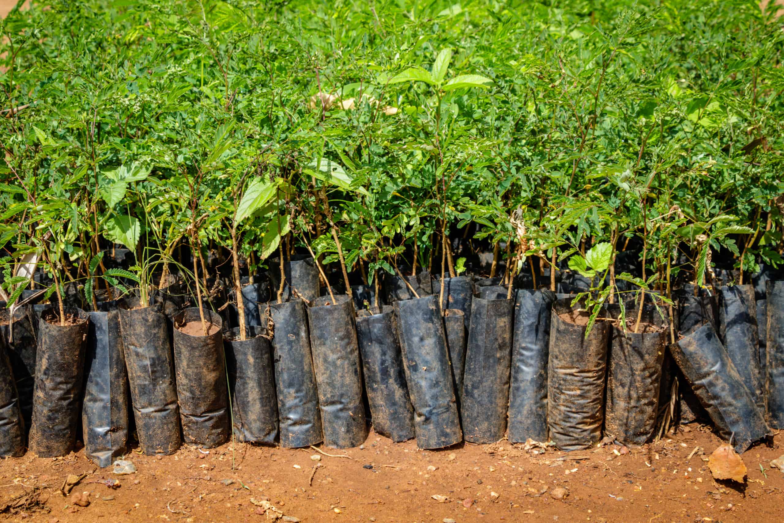 Tree Seedlings
